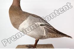 Upper Body Duck